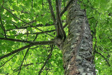 Baumstamm mit grünem Blätterdach