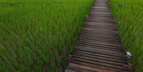 Wooden path and green rice field in Vang Vieng, Laos. Green rice fields and mountains, paddy field and Beautiful view