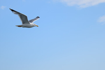 Single seagull in flight at Alexandroupolis, Greece, Aegean sea