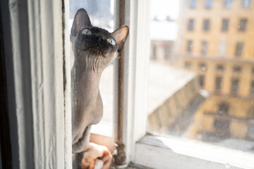 portrait of a sphinx cat on a window between the folds