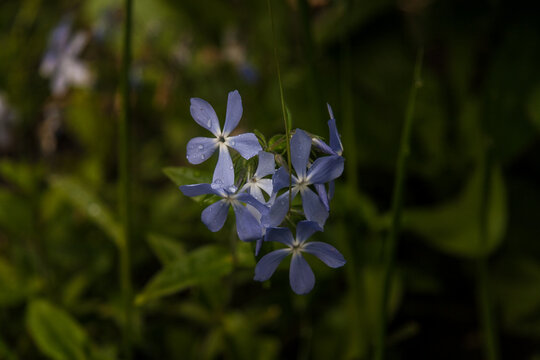forget me not flowers