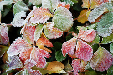 Naklejka na ściany i meble Colorful leaves are covered with frost