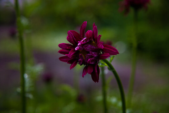 purple flower in the garden
