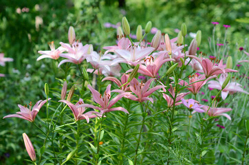 Blooming lily on a green background