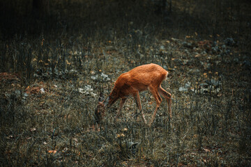 A white-tailed deer fawn standing in a meadow. Roe deer standing in a field.