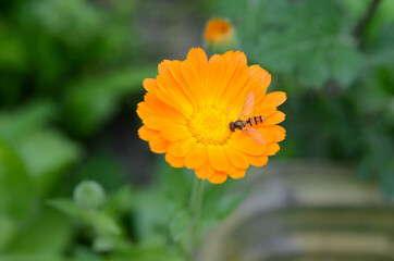 Calendula flower close-up in a natural environment