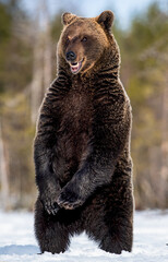 Brown bear with open mouth standing on his hind legs in winter forest. Scientific name: Ursus arctos. Natural habitat