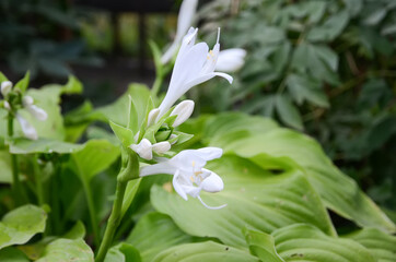 Obraz premium Hosta flower in the garden