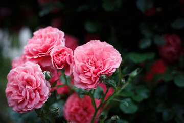 Obraz premium Pink roses. Background of blooming roses. garden of roses. Nature.