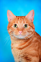 portrait of a red cat