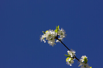 Branch of the blooming plum spring morning