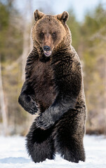 Brown bear with open mouth standing on his hind legs in winter forest. Scientific name: Ursus...