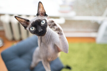 The cat on the chair stretches its paw up playfully, the thoroughbred sphynx cat