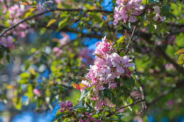 Abundantly blooming apple tree. pink color .. Sunny day, apple tree blossoms. blue sky.