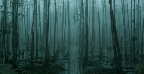 Panoramic view of empty, misty swamp in the moody forest with copy space