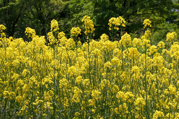 自然、植物、花、緑、花壇、満開、草、野原、公園