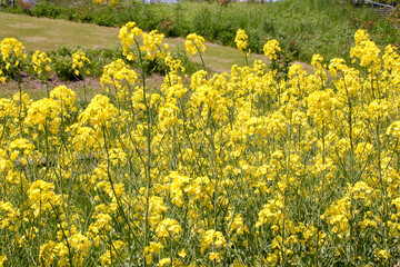 自然、植物、花、緑、花壇、満開、草、野原、公園