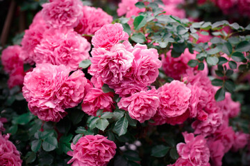 Pink roses. Background of blooming roses. garden of roses. Nature.