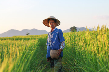 Asian farmer working on rice field manure fertilizer