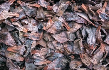 background of dry leaves