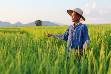 Asian farmer working on rice field manure fertilizer