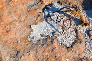. A branching branch lies on a reddish rock on the beach.Horizontally.