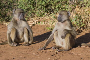 Chacma Baboon (Papio ursinus) pair sitting and plotting some trouble to get into in Kruger, South Africa - Powered by Adobe