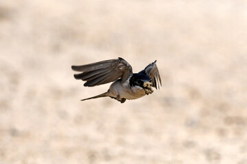 flying house martin / fliegende Mehlschwalbe (Delichon urbicum)