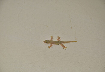 flat-tailed house gecko or lizard house Perched on the wall thailand.