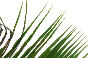 Tropical coconut leaveson white isolated background for green foliage backdrop 