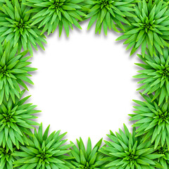 Natural background of lily leaves on a white background. Tropical style. Template for summer decoration.