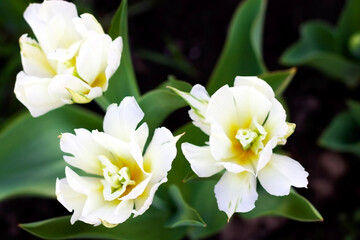 Three unusual varieties of white tulips. A contrasting image of light on dark.