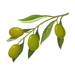 Green Olive Branch with Oily Berries Hanging Down from It Vector Illustration
