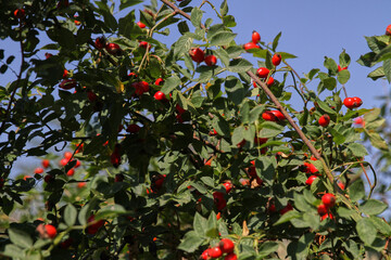 Red rosehip fruits on a Bush in summer.