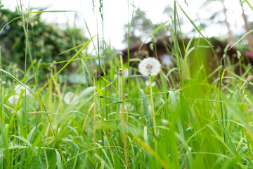 the lightness and simplicity of a dandelion in a summer meadow