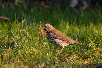 Song Thrush - Turdus philomelos, inconspicuous song bird from European forests and woodlands, Zlin, Czech Republic.