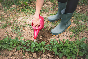 Fototapeta premium Close up of female hand watering plants inside garden.