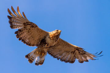 Rough-legged buzzard (Buteo lagopus). Buzzard soars in the sky. Beautiful flying big bird of prey....