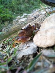 Alimasag