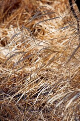 dry grass background