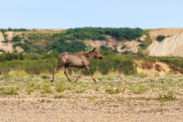 Naklejka na ściany i meble Elk (Alces alces). Running female moose. Wild animal in a natural habitat. Wildlife of Chukotka. Siberia, Far East of Russia.