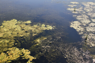 Fototapeta na wymiar Green algae bloom in the river.