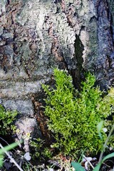 brzoza tree brich  白樺 mech © Kima