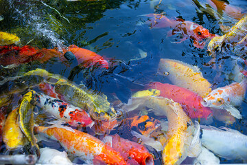 Colorful koi fish swiming in the pool, Fancy Carps Fish.