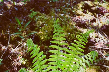 paproc narecznica zarosla © Kima