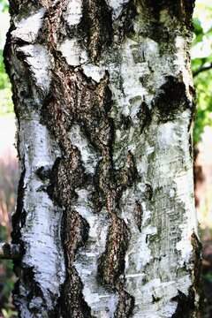 brzoza tree brich  白樺