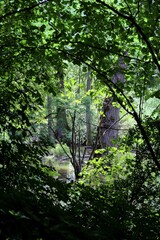 mokradlo, bagno, moczary, 