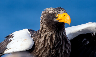 Adult Steller`s sea eagle. Close up portrait, front view. Scientific name: Haliaeetus pelagicus. Blue background.