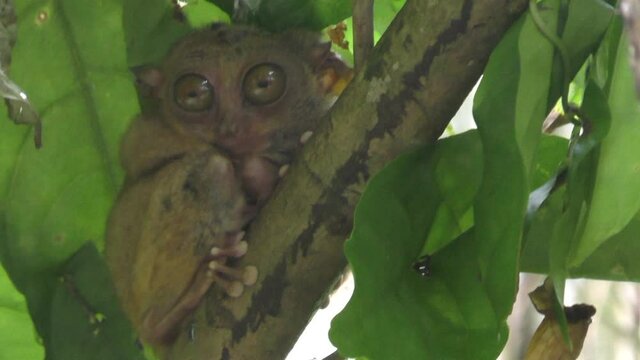 Funny tarsier sits on a tree