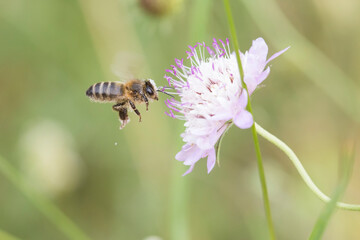 Bee pollinating a scabious flower.